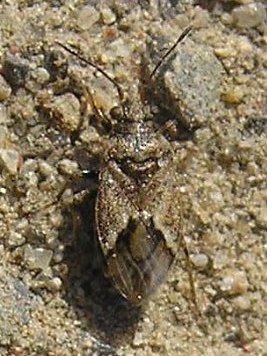 Lygaeidae: Nysius huttoni, 